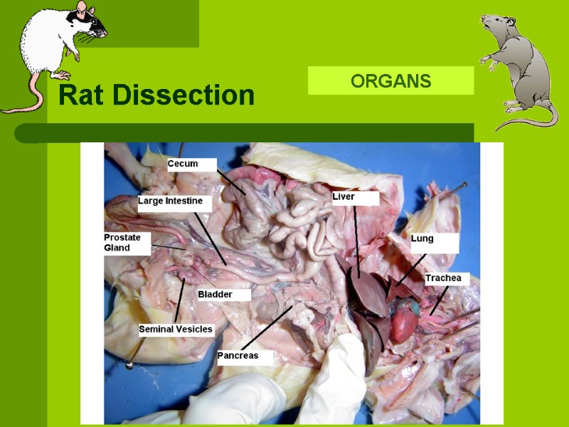 Rat Dissection ORGANS